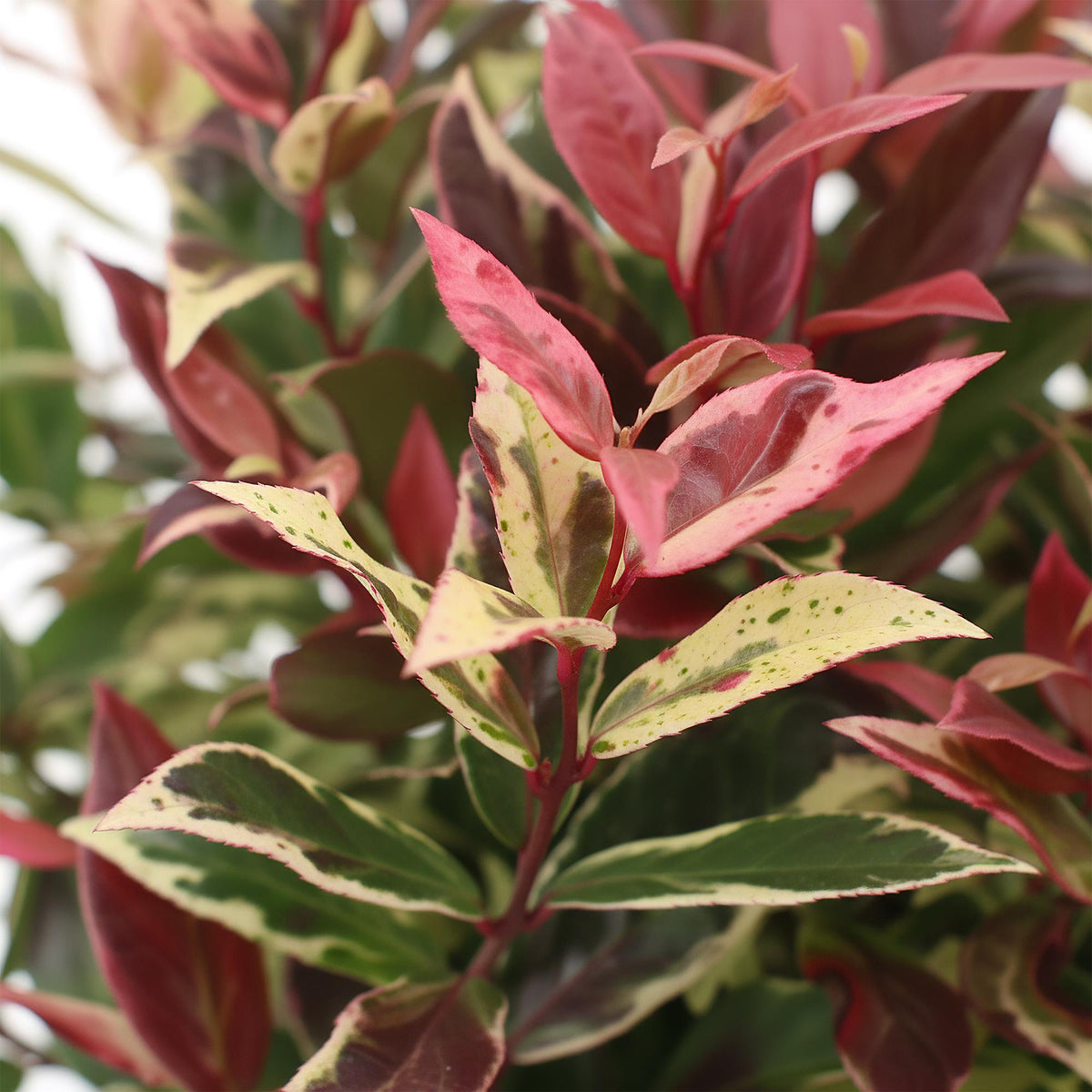 Leucothoe Colour Diamond, decoratieve plant
