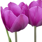 Tulpenbollen Purple Prince – 20 Stuks Maat 11/12, groeiwijze van de plant