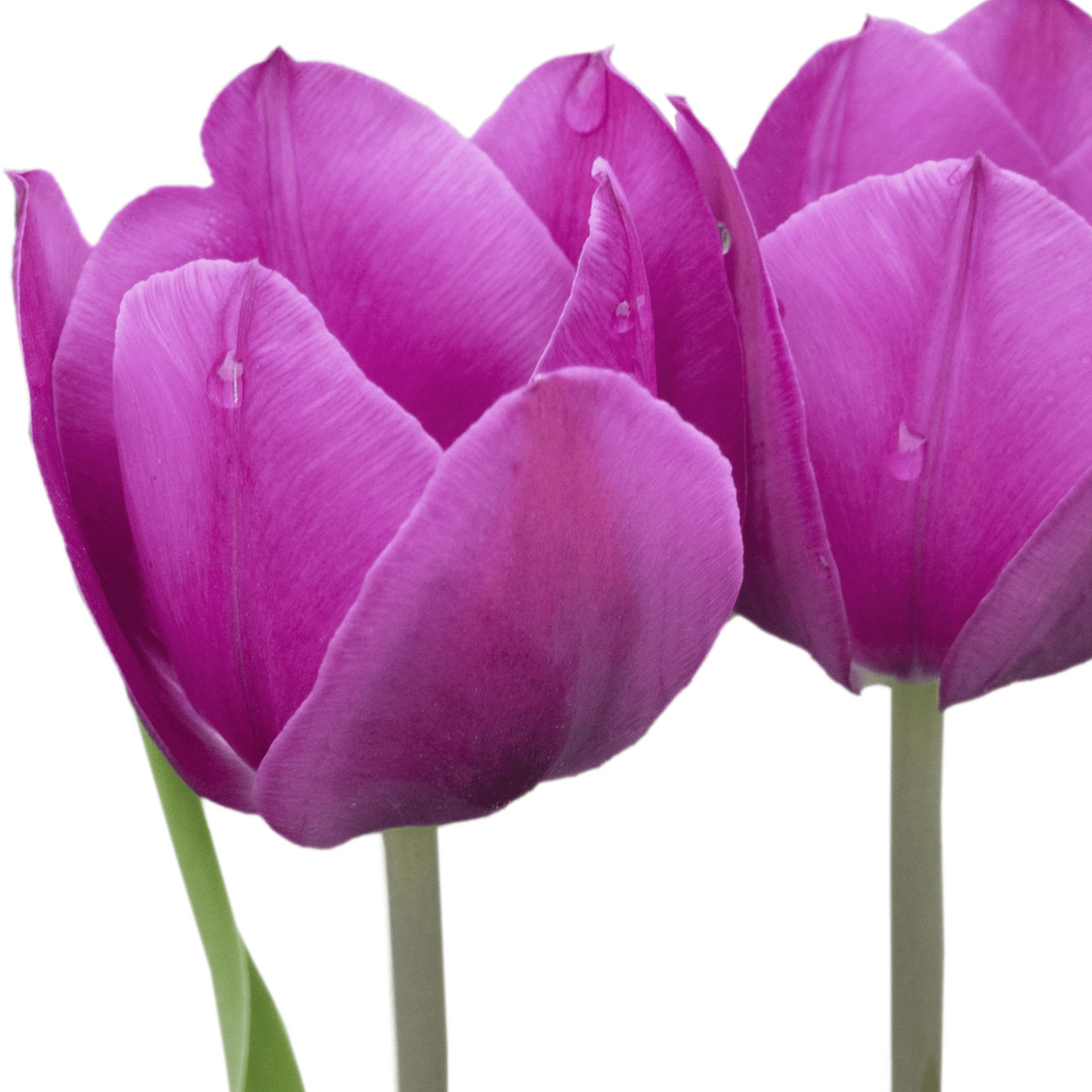 Tulpenbollen Purple Prince – 20 Stuks Maat 11/12, groeiwijze van de plant