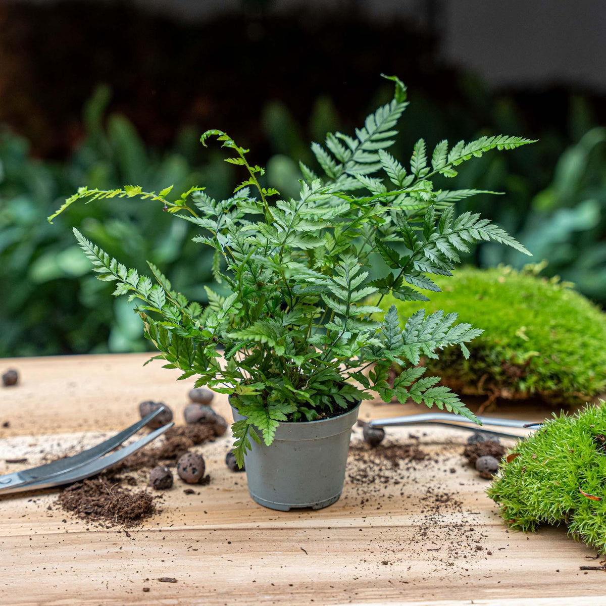 Athyrium spicatum, sierlijke varen voor terrarium, groeiwijze van de plant