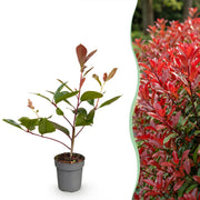 Glansmispel Red Robin, haagplant