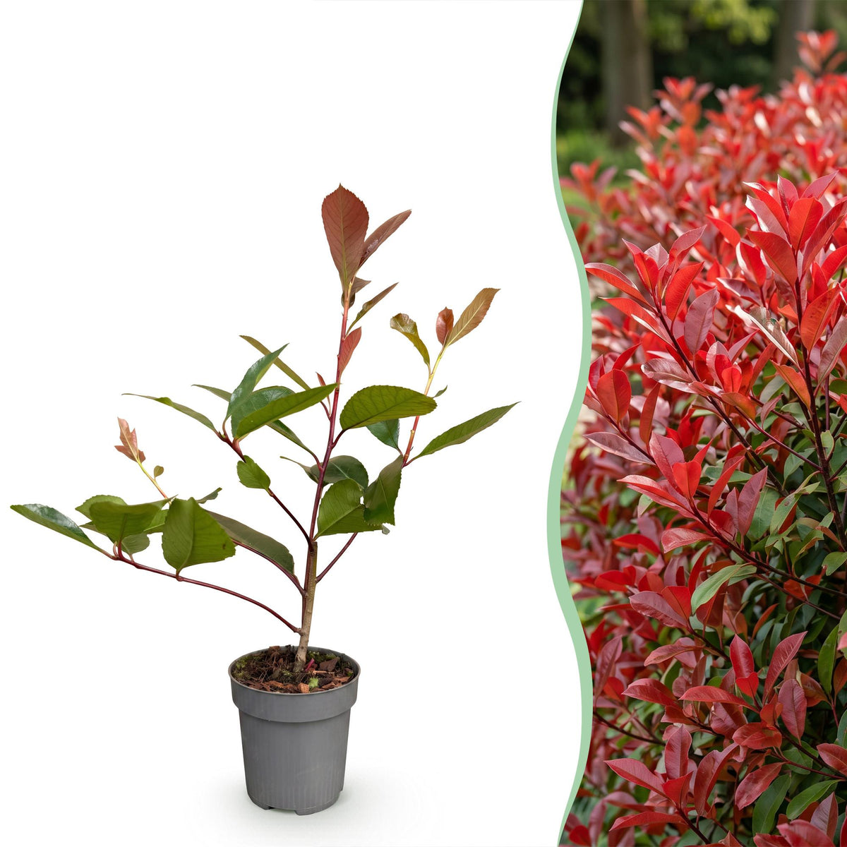 Glansmispel Red Robin, haagplant, kenmerkend blad