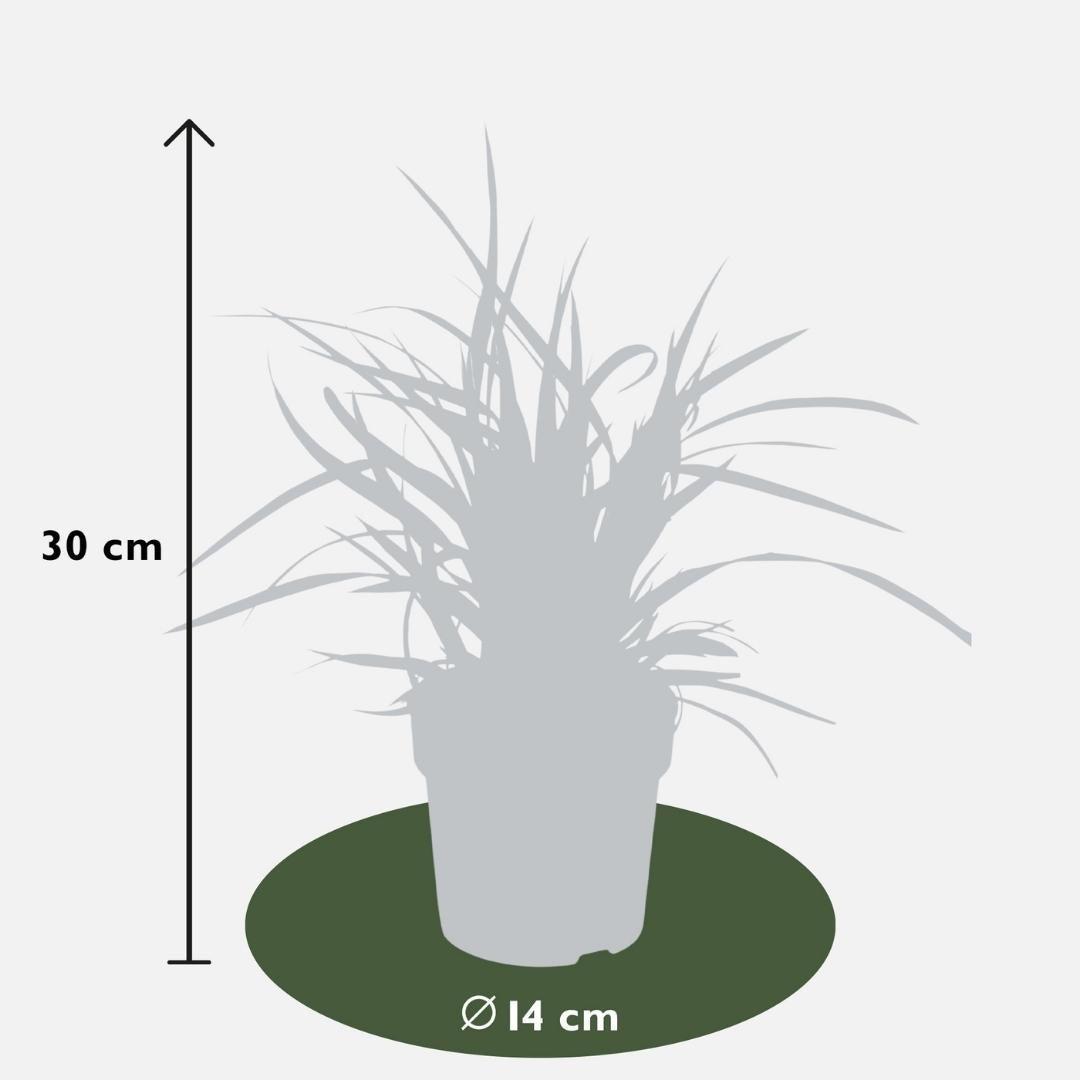 Carex morrowi 'Ice Dance', detail van het blad