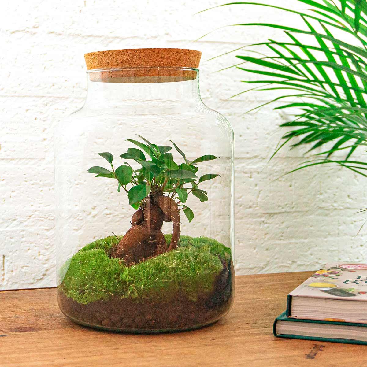 Productfoto van DIY terrarium Milky Bonsai met licht, hark en schep