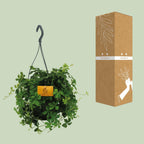 Detailfoto van Parthenocissus Striatha Hang