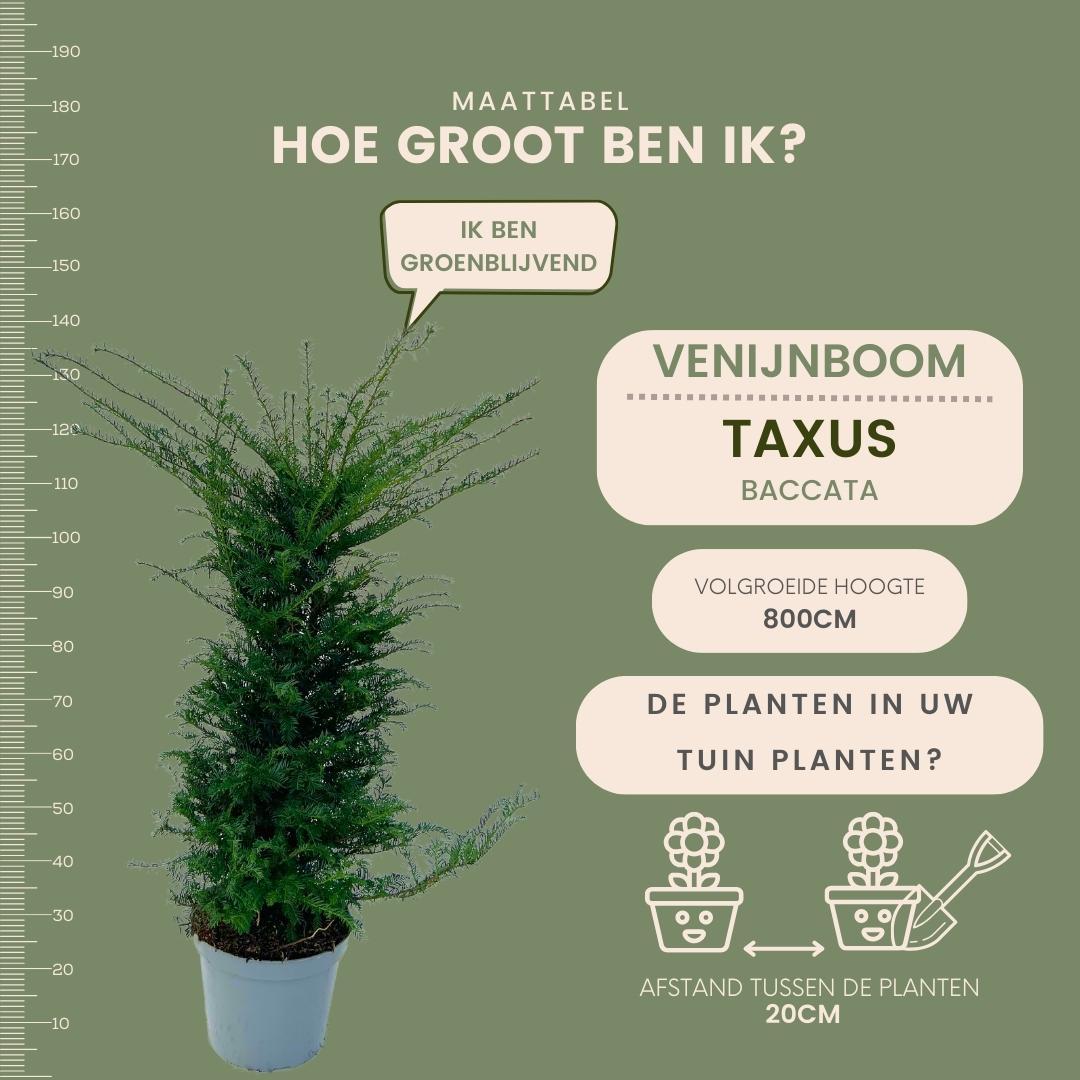 Grote taxus haagplanten, 12 liter, 20 stuks voor 10 meter, kenmerkend blad