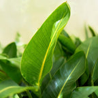 Strelitzia Nicolai, groene bladeren