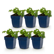 Geranium cant. Cambridge - Ooievaarsbek - Bodembedekkend - Licht Roze - 6 Planten