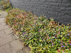 Ceratostigma plumbaginoides, kenmerkend blad