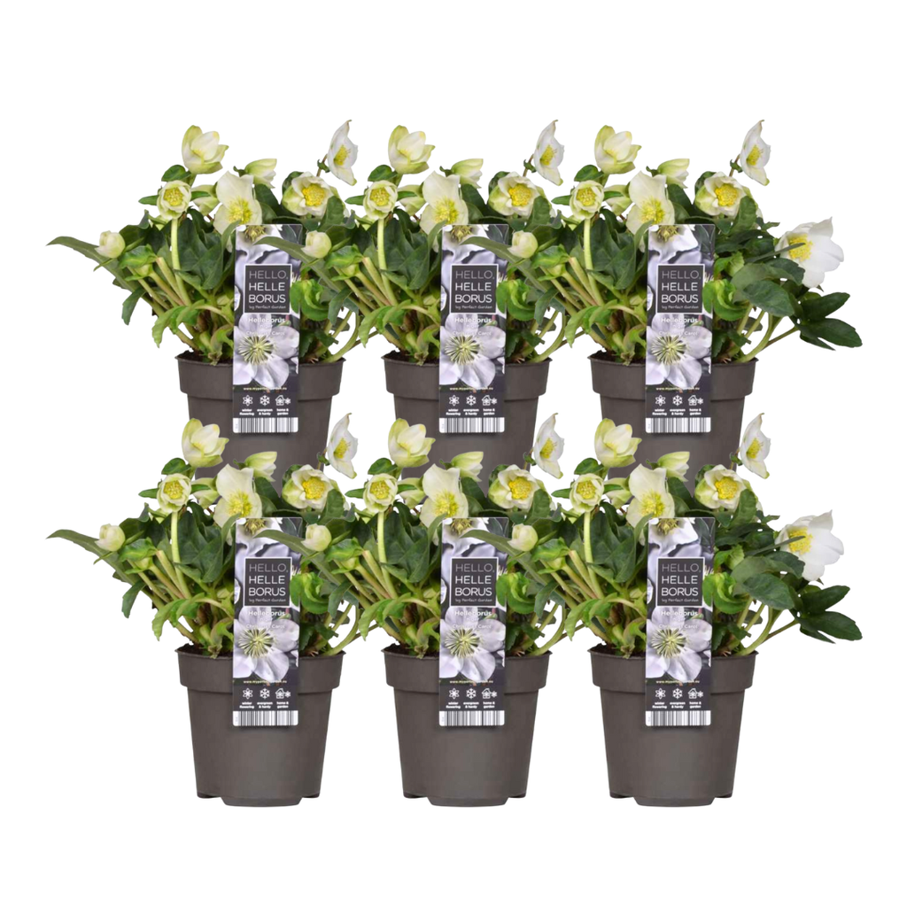 6x Helleborus niger 'Christmas Carol', detail van het blad