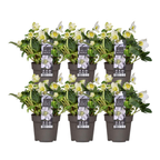 6x Helleborus niger 'Christmas Carol', detail van het blad