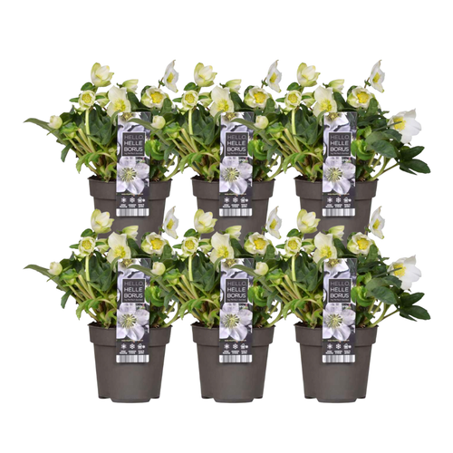 6x Helleborus niger 'Christmas Carol', detail van het blad