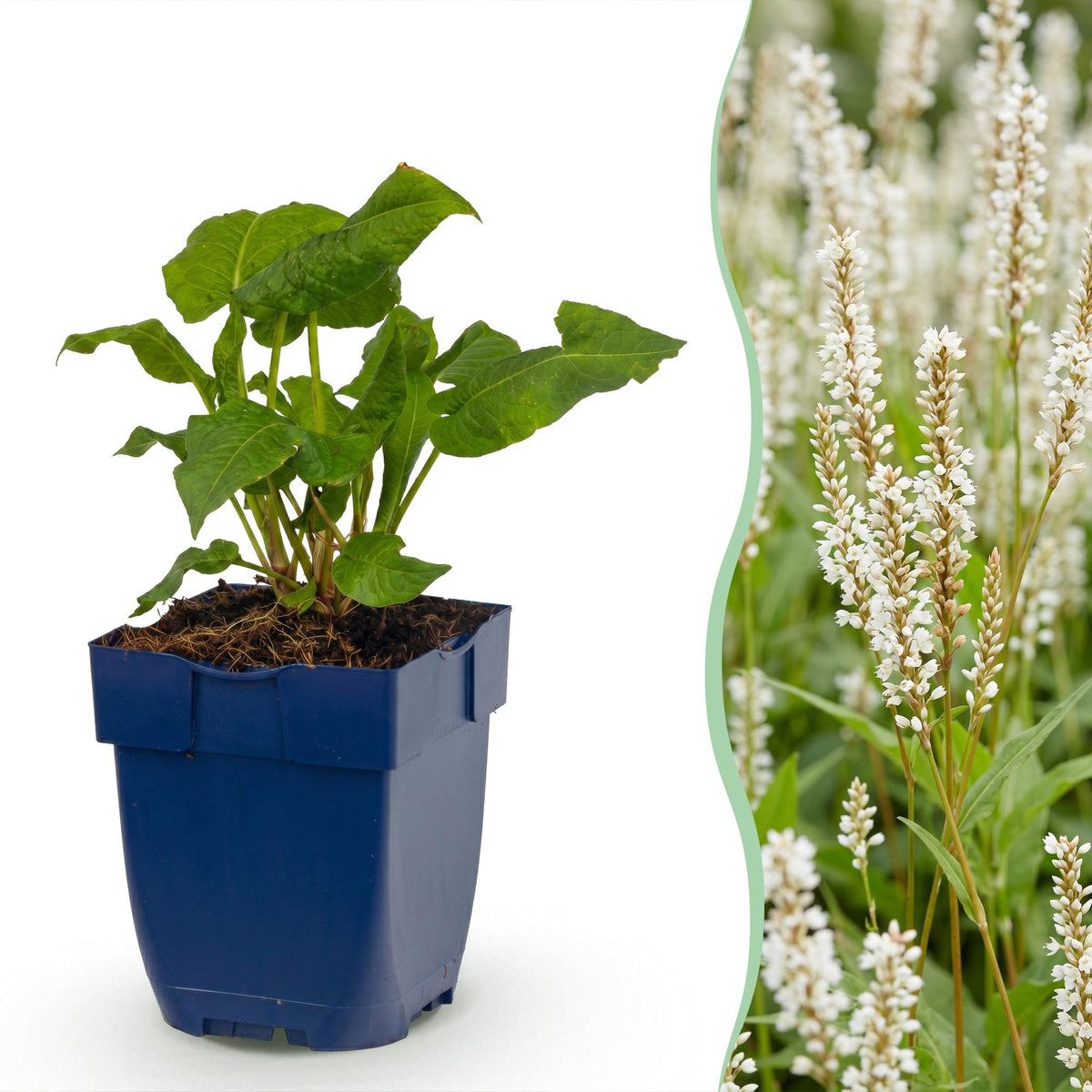 Duizendknoop ampl. Alba, met witte bloemen, kenmerkend blad