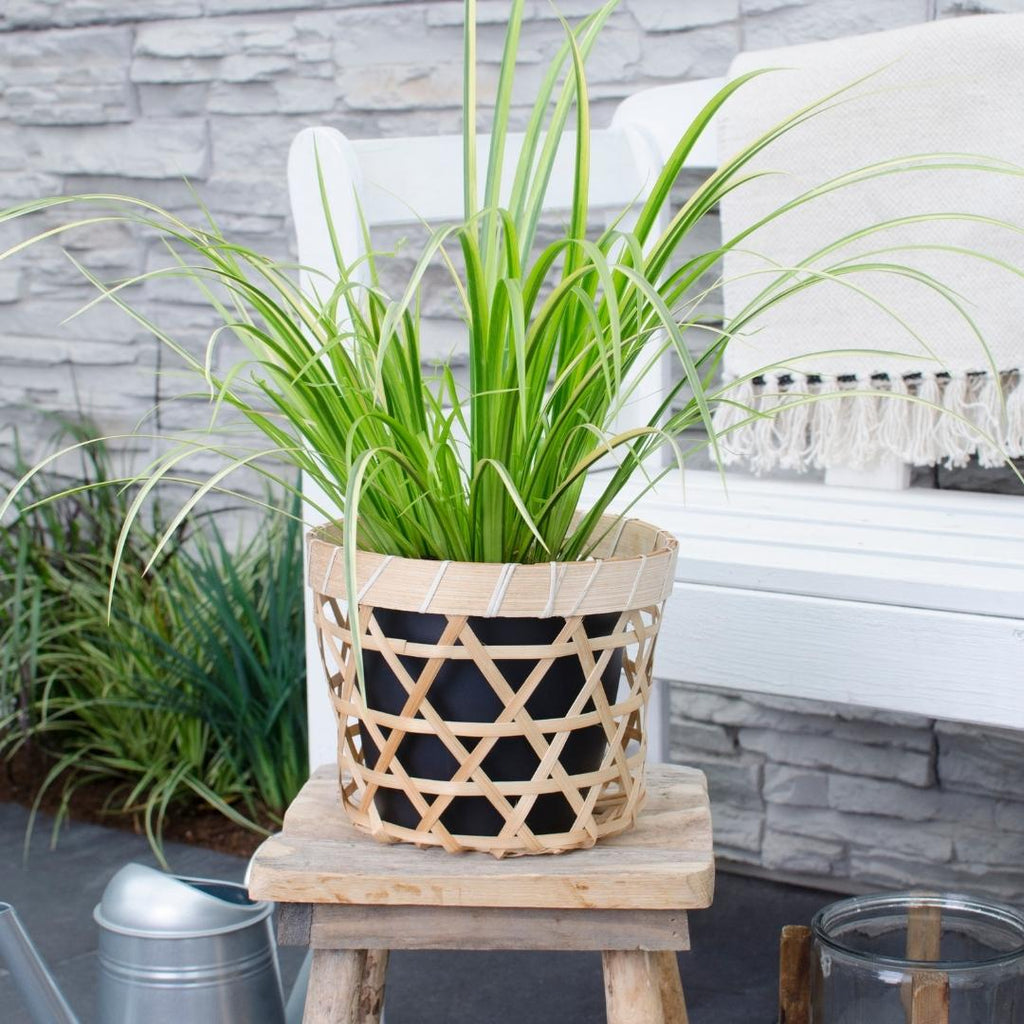 3 x Acorus gramineus 'Ogon', plant in pot