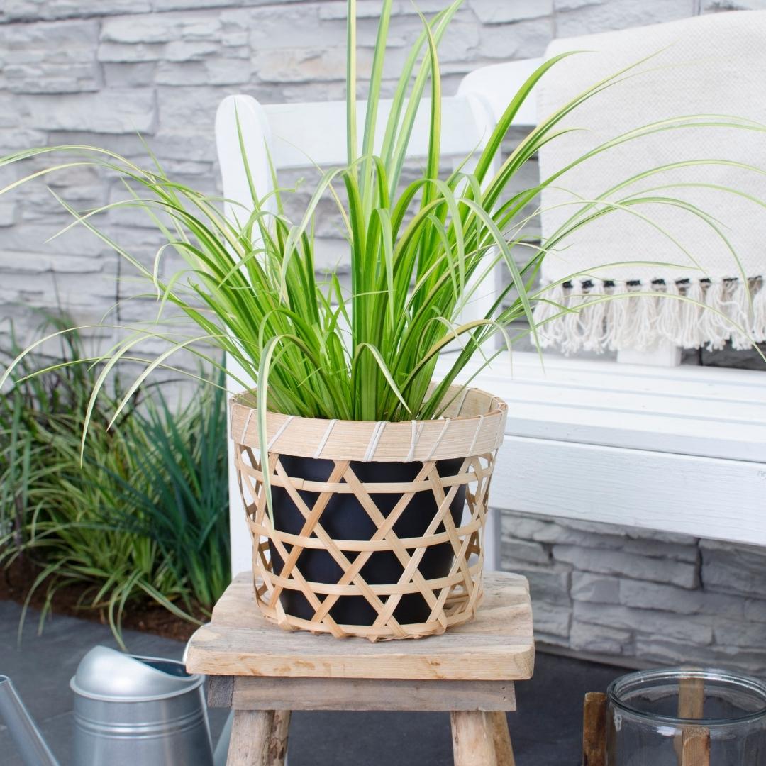 3 x Acorus gramineus 'Ogon', plant in pot
