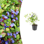 Ceratostigma plumbaginoides, groene bladeren