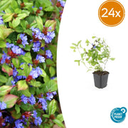 Ceratostigma plumbaginoides