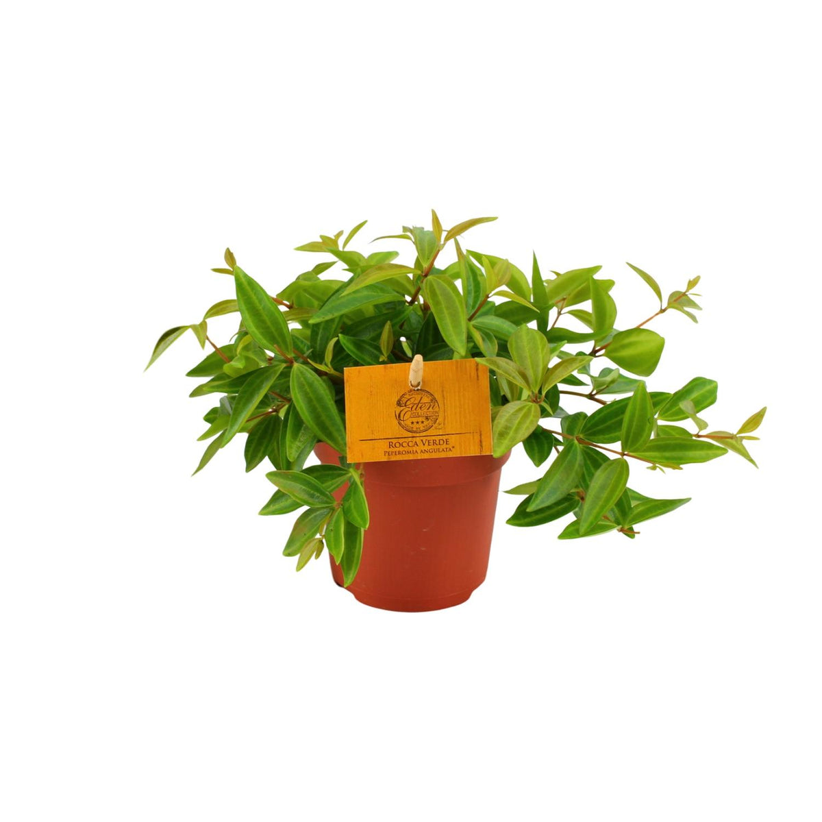 Productfoto van Peperomia Ang. Rocca Vivace