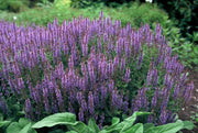 Salvia nem. &