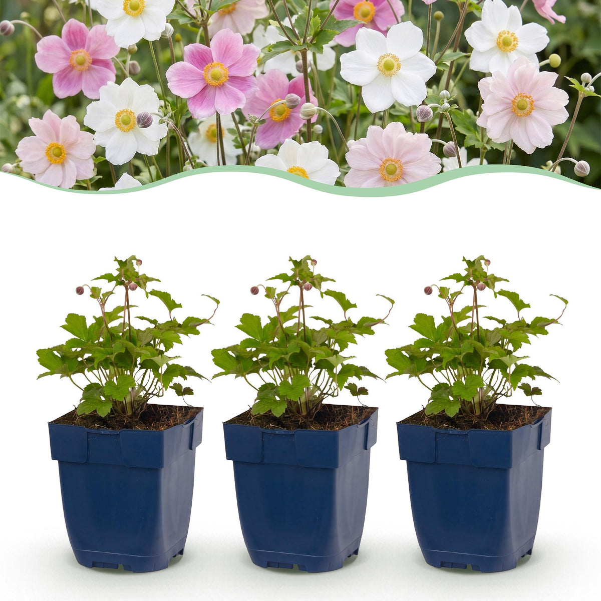 Herfstanemoon 'Tricolour', donkerroze, roze en wit, groene bladeren