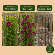 Clematis &