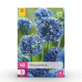 Allium Caeruleum, detail van het blad