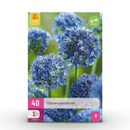 Allium Caeruleum, detail van het blad