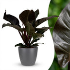 Philodendron Imperial Red met grijze pot, kenmerkend blad
