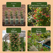 Lonicera japonica &