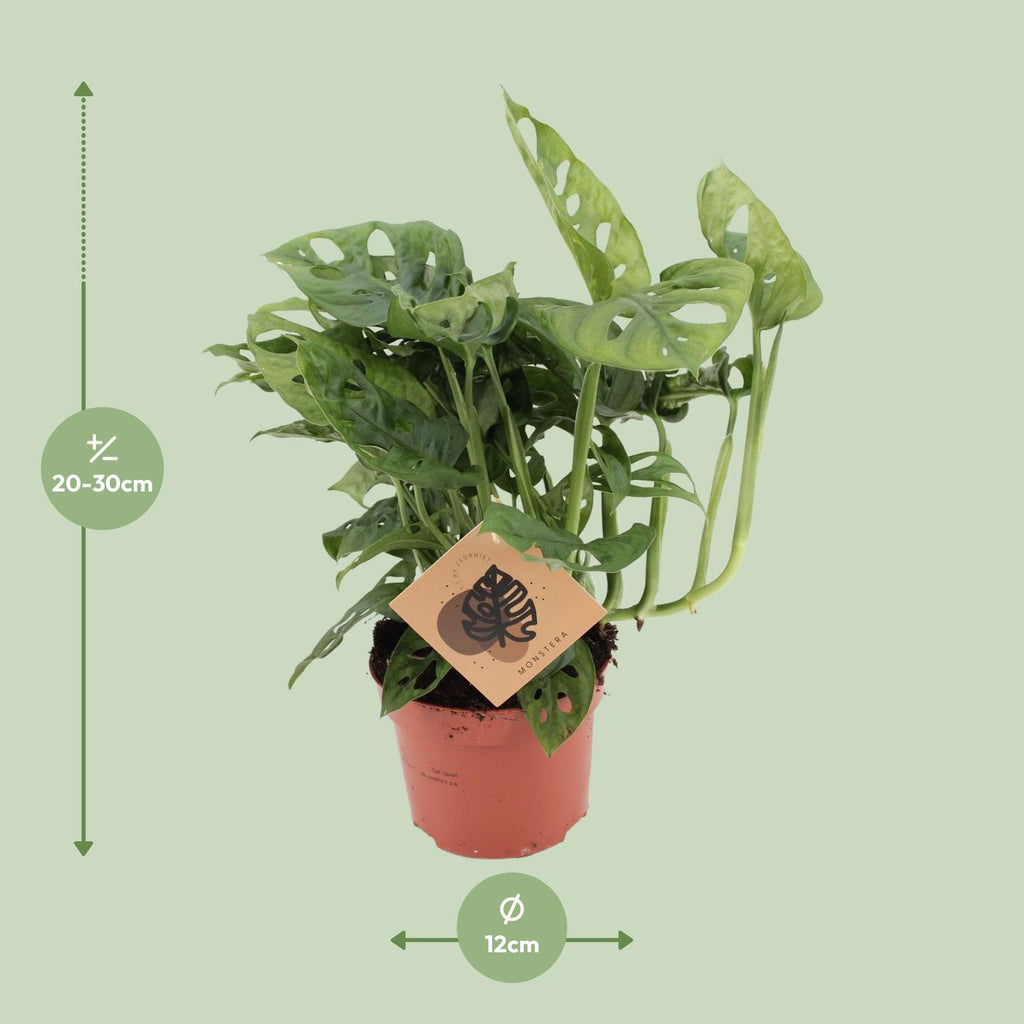Detailfoto van Monstera Monkey