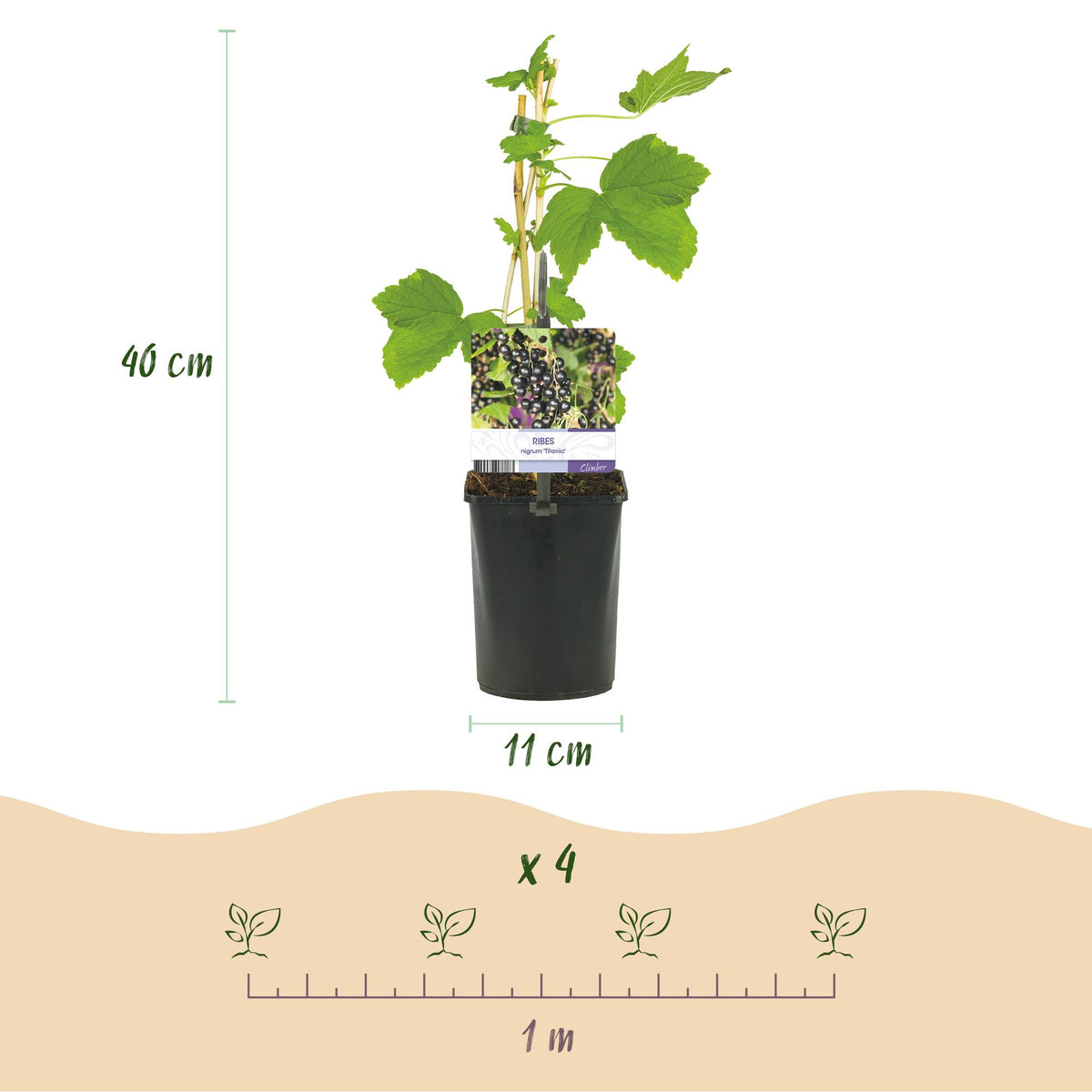 Zwarte bes, groene bladeren