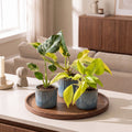 3x Baby Tropical Mix - Diversen - Tropisch - incl. Linnea Misty Blue - Ø6cm - ↕10-15cm, kenmerkend blad