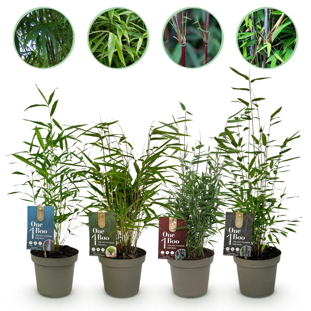 Fargesia mix Rainbow, bladhoudende bamboe voor de tuin (4x), plant in pot