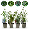 Fargesia mix Rainbow, bladhoudende bamboe voor de tuin (4x), plant in pot