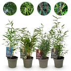 Fargesia mix Rainbow, bladhoudende bamboe voor de tuin (4x), plant in pot