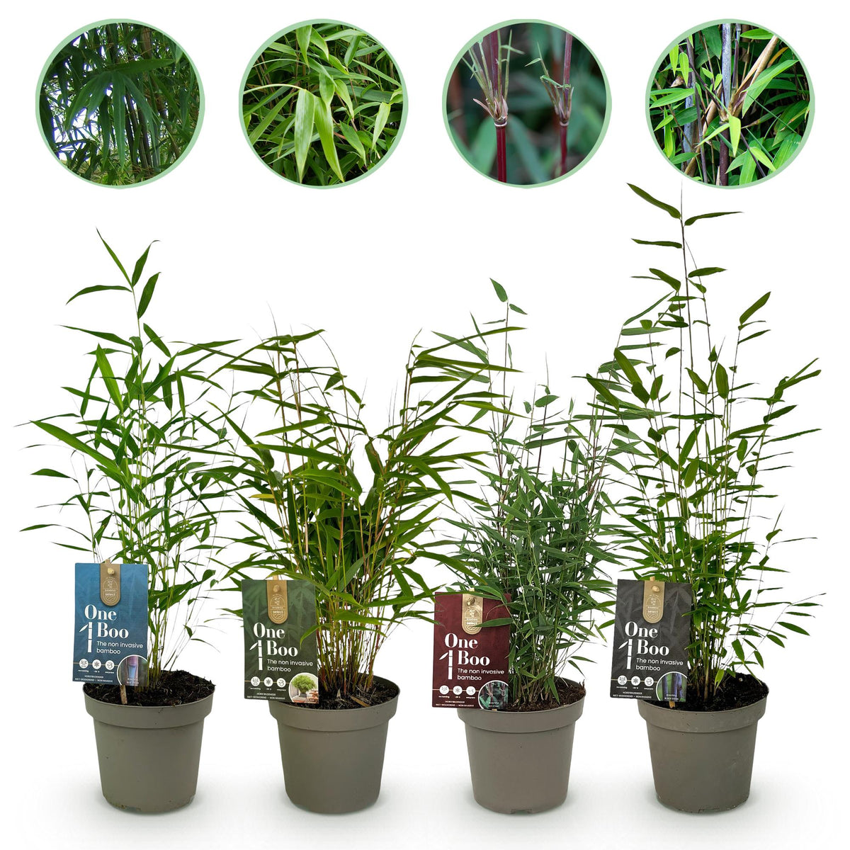 Fargesia mix Rainbow, bladhoudende bamboe voor de tuin (4x), plant in pot