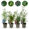 Fargesia mix Rainbow, bladhoudende bamboe voor de tuin (4x)