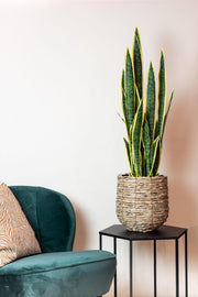 Kunstplant - Sanseveria Trifasciata - Vrouwentong