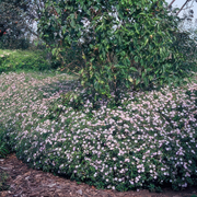 Aster pluggen voor een kleurrijke najaarstuin, 6 stuks