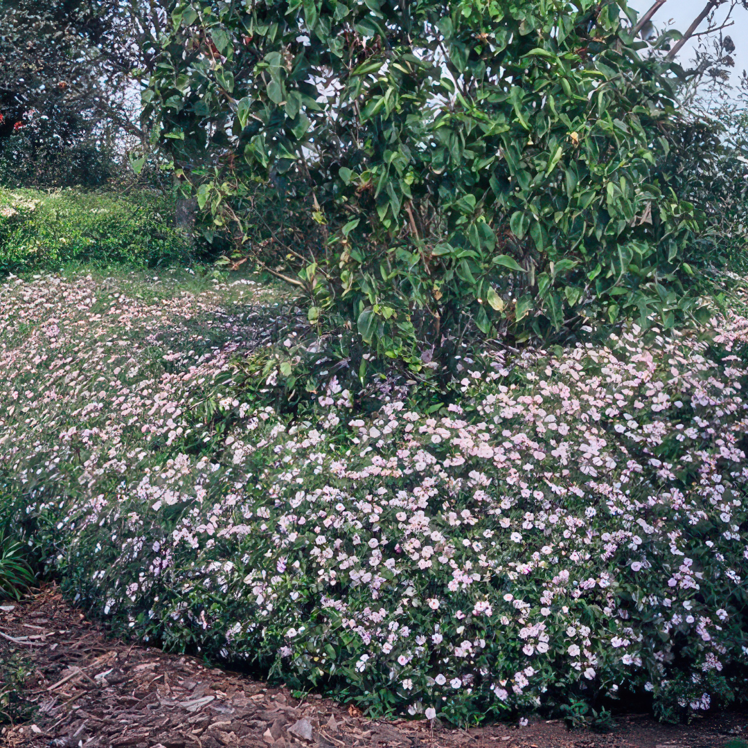 Aster pluggen voor een kleurrijke najaarstuin, 6 stuks, groeiwijze van de plant
