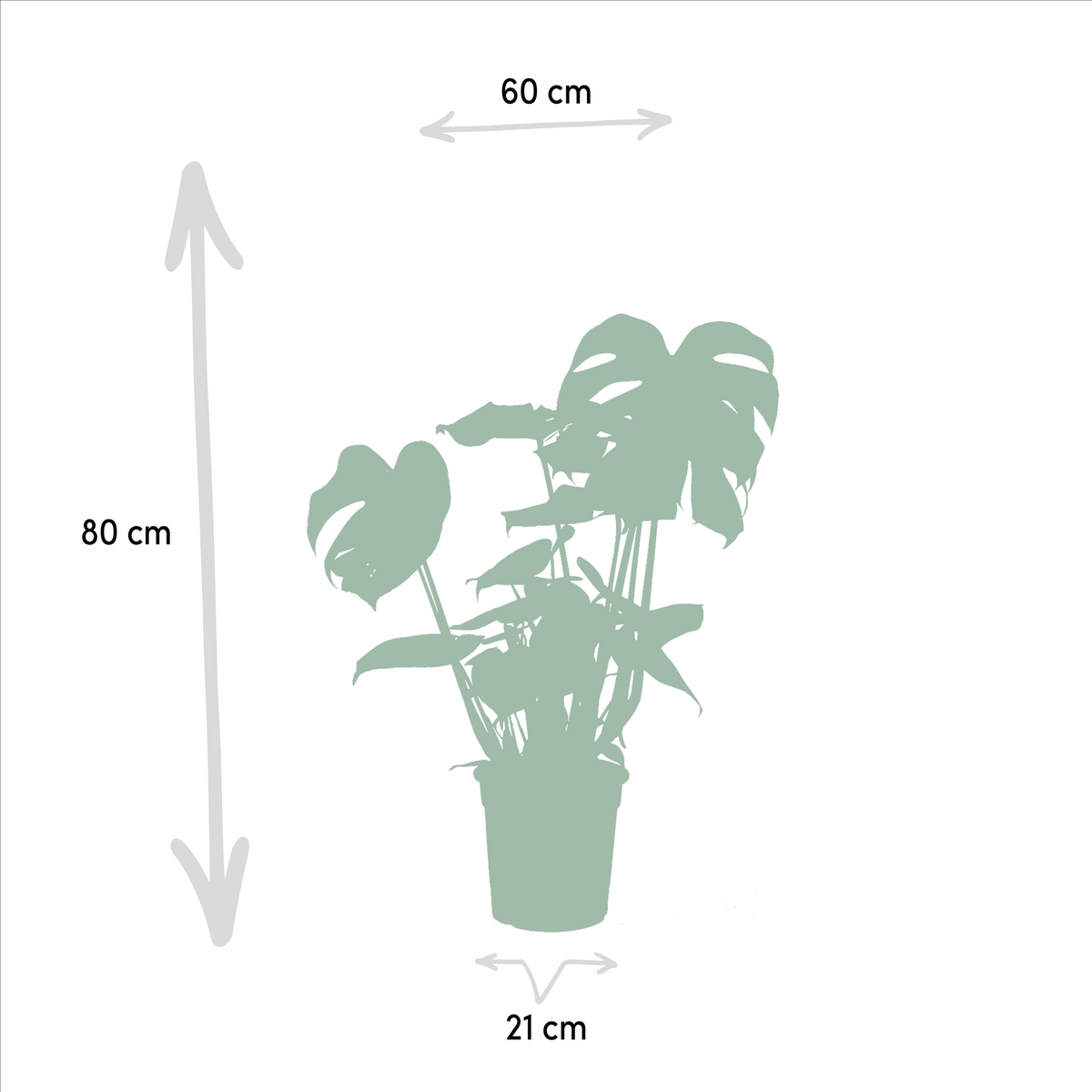 Detailfoto van Monstera Deliciosa