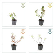 Hypericum dummeri &