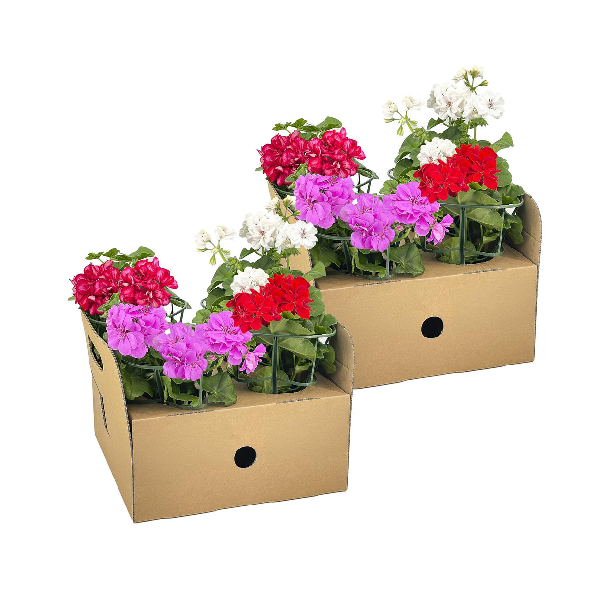 8x Pelargonium Peltatum Mix, plant in pot