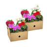 8x Pelargonium Peltatum Mix