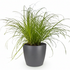 Cyperus alternifolius Zumula met grijze pot, groene bladeren