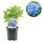 Hydrangea macrophylla Blue, 30 cm hoog, detail van het blad