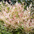 Nandina Twilight, groene bladeren