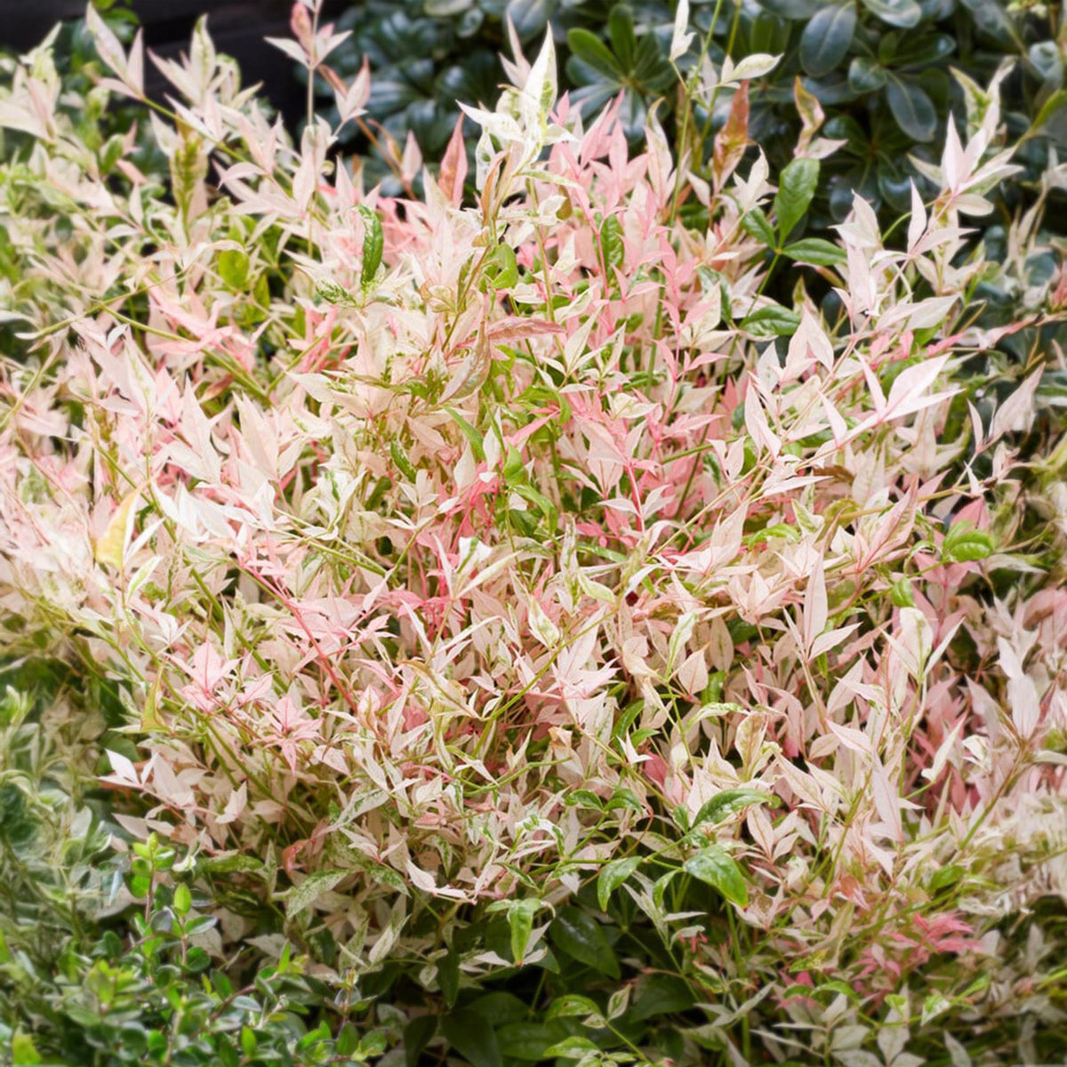 Nandina Twilight, groene bladeren