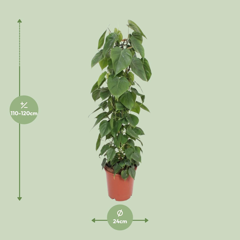 Detailfoto van Philodendron Scandens