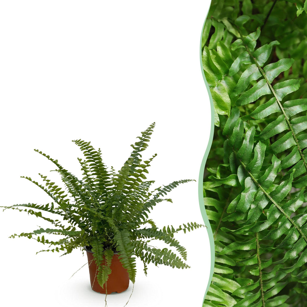 Nephrolepsis exaltata Green Lady, detail van het blad